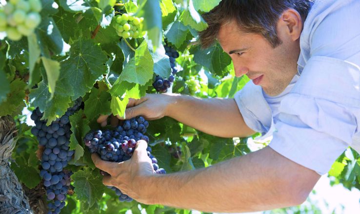 Farmer picking grapes